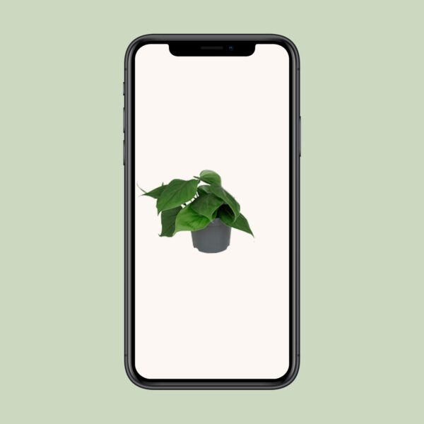 thumbnail_6000-1678.jpg Philodendron Scandens