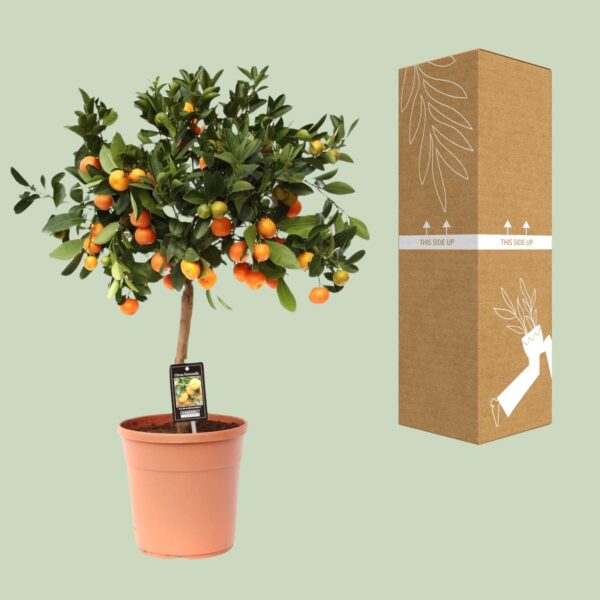 thumbnail_6000-1769.jpg Citrus Calamondin