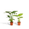 Strelitzia Nicolai & Alocasia Macrorrhiza