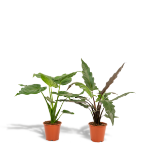 Alocasia Cucullata & Alocasia Lauterbachiana