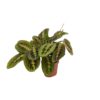 Maranta Fascinator