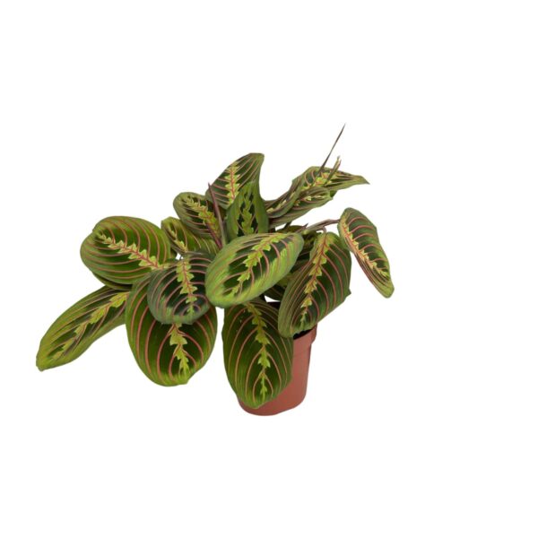 Maranta Fascinator