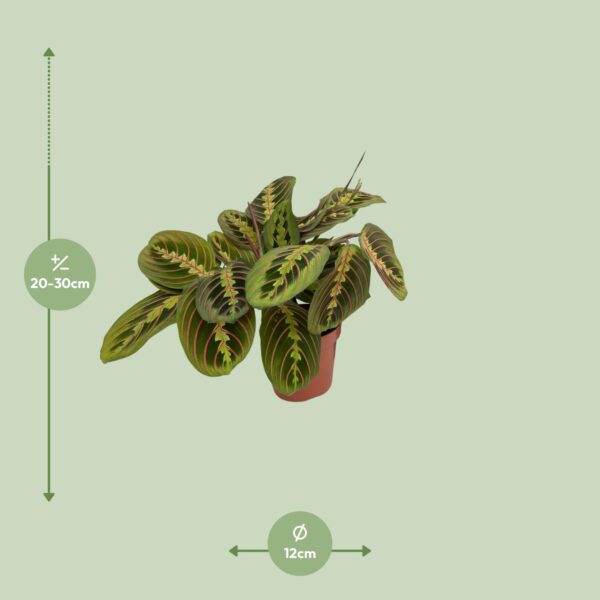 Maranta Fascinator