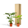 Strelitzia Nicolai & Alocasia Macrorrhiza