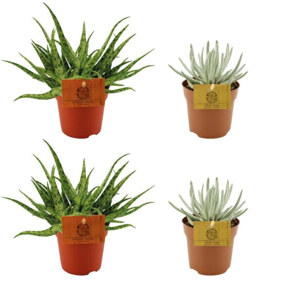 2x Aloe Spider + 2x Senecio Scaposus