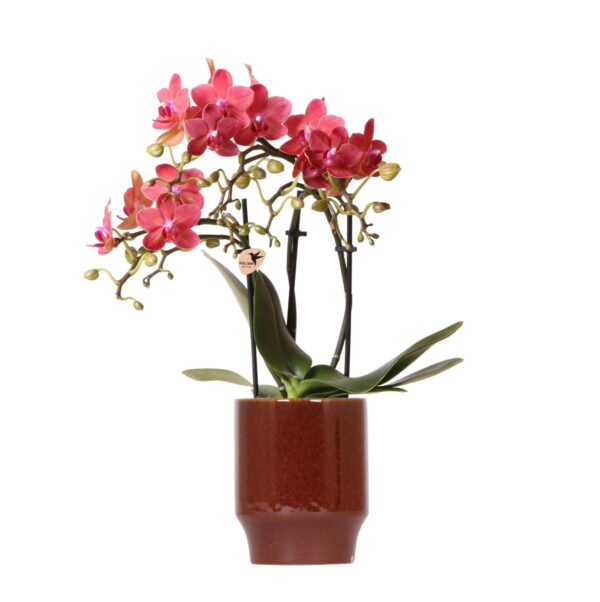 thumbnail_6000-211.jpg Rote Phalaenopsis-Orchidee - Congo im Classy red