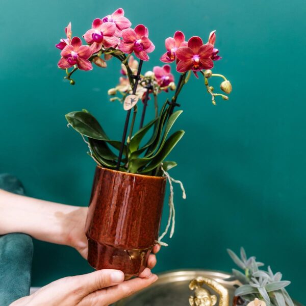 thumbnail_6000-214.jpg Rote Phalaenopsis-Orchidee - Congo im Classy red