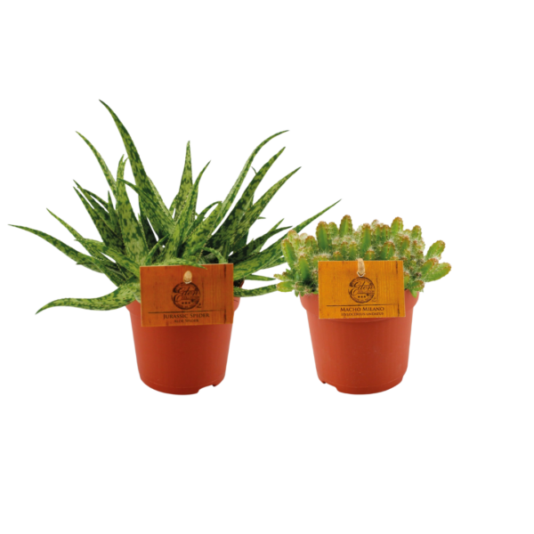 Aloe Spider & Hylocereus Undatus Duo | 2 Stück