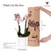 Rosa Phalaenopsis Orchidee - Andorra + Pastelltopf weiß