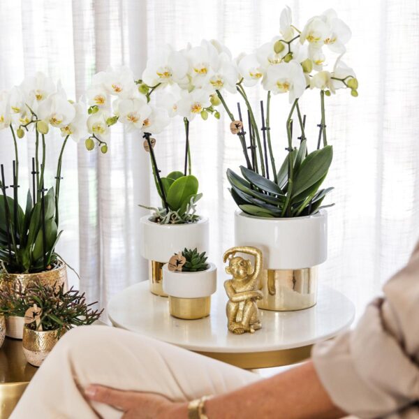 thumbnail_6000-289.jpg weiße Phalaenopsis Orchidee - Amabilis + Elite Topf Gold