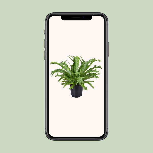 thumbnail_6000-2989.jpg Asplenium Nidus Crissie