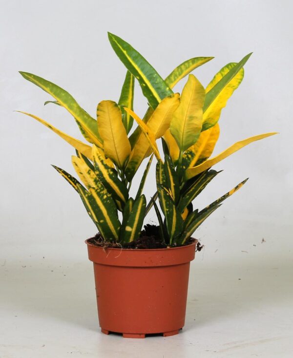 thumbnail_6000-3013.jpg Croton "Sunny Star"