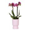 Rosa lila Phalaenopsis Orchidee - El Salvador im Diabolo pink