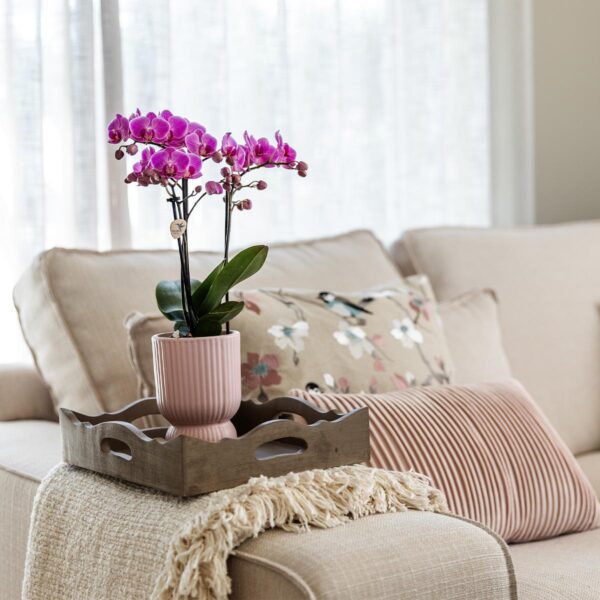 thumbnail_6000-312.jpg Rosa lila Phalaenopsis Orchidee - El Salvador im Diabolo pink