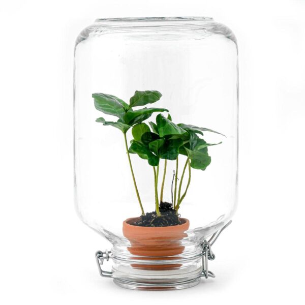 thumbnail_6000-3241.jpg Easyplant - Coffea Arabica