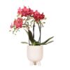 Rote Phalaenopsis Orchidee - Congo im Gummitopf Travertin