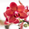 Rote Phalaenopsis Orchidee - Congo im Gummitopf Travertin