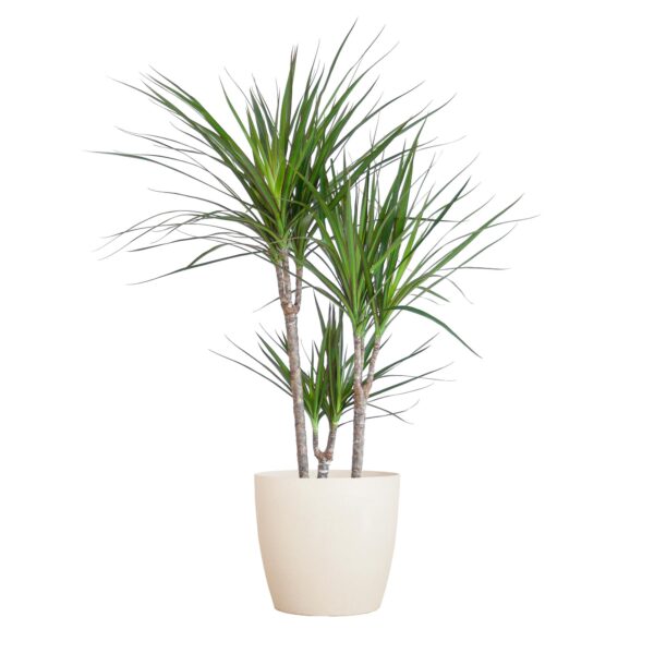 thumbnail_6000-3763.jpg Dracaena Marginata mit Viber Weiß