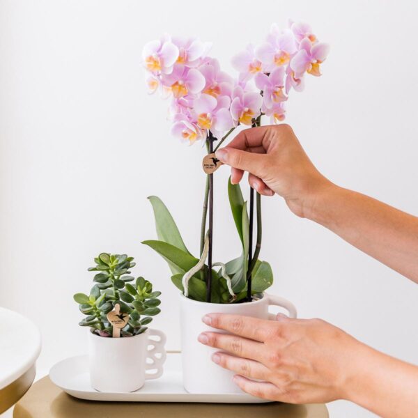 thumbnail_6000-386.jpg Überraschungsbox einfarbig - Pflanzen Vorteilsbox - Überraschungsbox mit 4 verschiedenen Orchideen