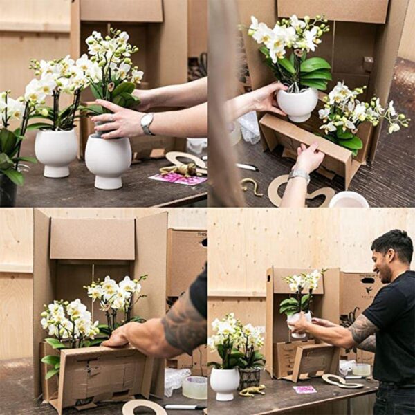 thumbnail_6000-393.jpg Überraschungsbox einfarbig - Pflanzen Vorteilsbox - Überraschungsbox mit 4 verschiedenen Orchideen