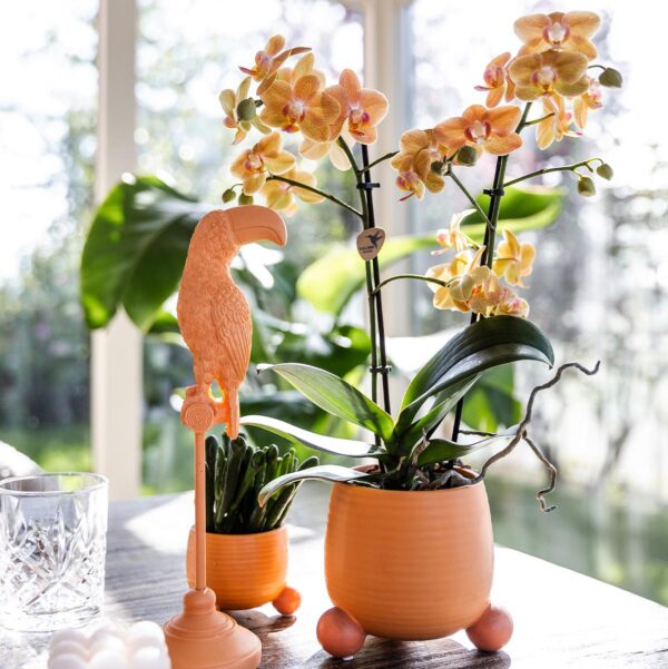 thumbnail_6000-409.jpg Orange Phalaenopsis Orchidee - Mineral Bolzano + Rolling Peach