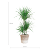 Dracaena Marginata mit weißem Lissabon-Korb