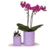 Geschenkset Optimismus Klein Lila | Grüne Pflanze mit orangefarbener Phalaenopsis Orchidee im Candy Zierpflanzentöpfen auf weißem organischen Tablett