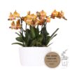 orange Orchideen-Set im Honigschale inkl. Wasserreservoir | drei orange Orchideen Las Vegas12cm | Mono Bouquet weiß mit autarkem Wasserreservoir