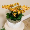 orange Orchideen-Set im Honigschale inkl. Wasserreservoir | drei orange Orchideen Las Vegas12cm | Mono Bouquet weiß mit autarkem Wasserreservoir