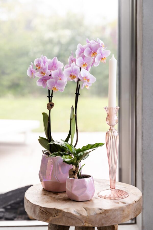 thumbnail_6000-491.jpg Rosa Phalaenopsis Orchidee - Andorra