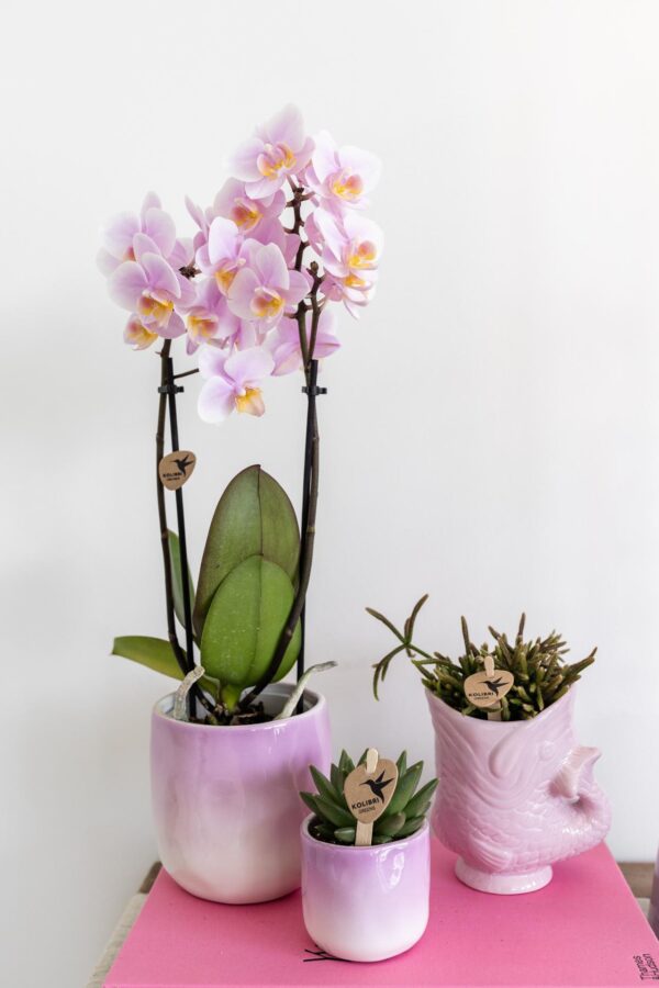 thumbnail_6000-493.jpg Rosa Phalaenopsis Orchidee - Andorra