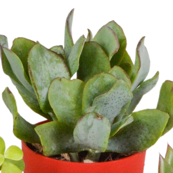 thumbnail_6000-496.png Vetplanten mix im gekleurde plasticpot | 5 Stücke