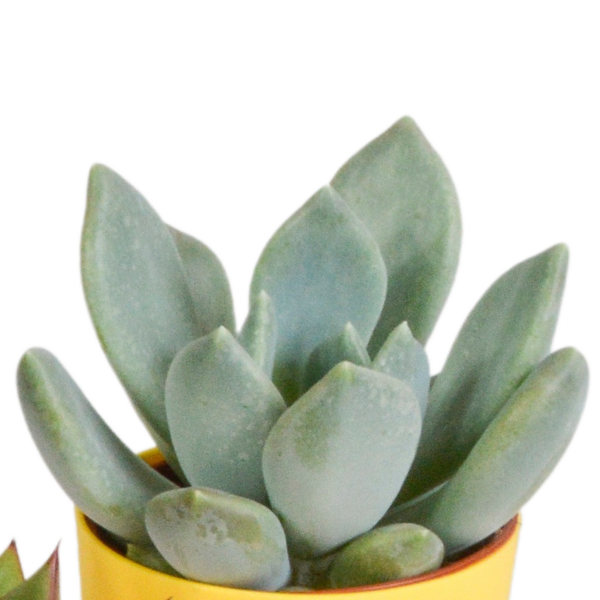 thumbnail_6000-502.png Vetplanten mix im gekleurde plasticpot | 5 Stücke