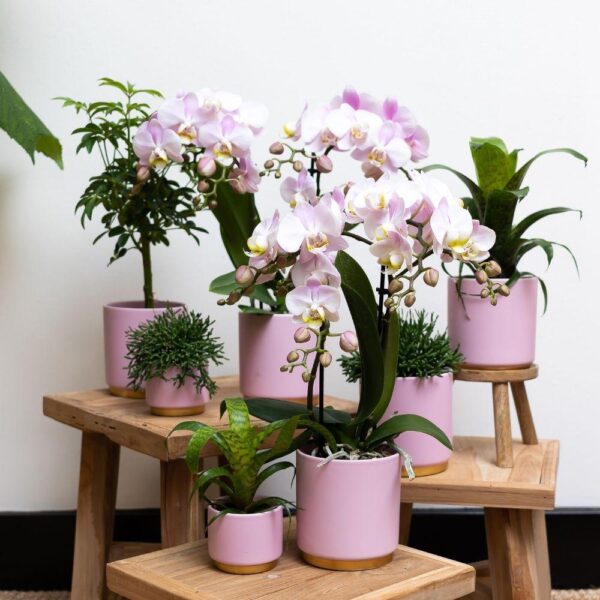 thumbnail_6000-596.jpg Rosa Phalaenopsis Orchidee - Andorra im Goldfuß Ziertopf rosa