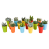 Kakteen und vetplanten mix im gekleurde plasticpot | 15 Stücke