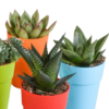 Kakteen und vetplanten mix im gekleurde plasticpot | 15 Stücke