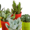 Kakteen und vetplanten mix im gekleurde plasticpot | 15 Stücke