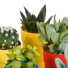 Kakteen und vetplanten mix im gekleurde plasticpot | 15 Stücke