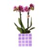 Lila Phalaenopsis Orchidee El Salvador + Mosa Ziertopf Lila