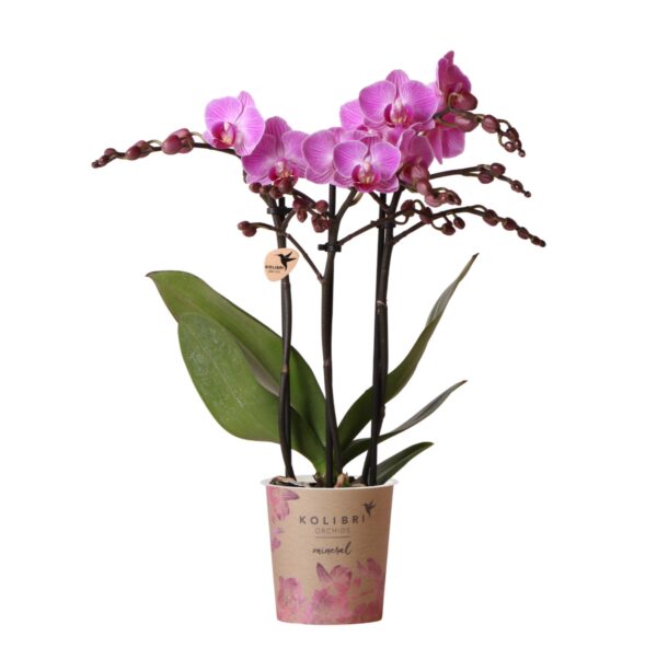 thumbnail_6000-713.jpg Lila/rosa Phalaenopsis Orchidee - Mineral Vienna