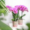 Lila/rosa Phalaenopsis Orchidee - Mineral Vienna