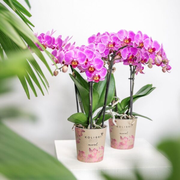 thumbnail_6000-714.jpg Lila/rosa Phalaenopsis Orchidee - Mineral Vienna