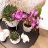 Lila/rosa Phalaenopsis Orchidee - Mineral Vienna