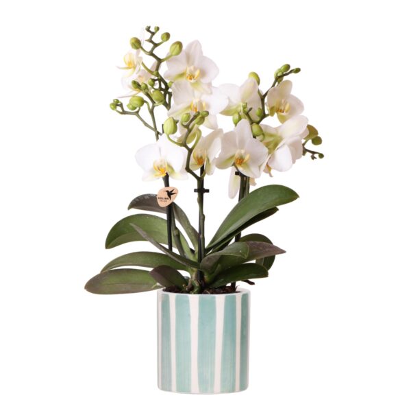 thumbnail_6000-77.jpg Weiße Phalaenopsis Orchidee Lausanne + Painted Stripe Ziertopf Türkis