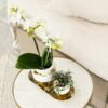 Weiße Phalaenopsis Orchidee - Amabilis im Le Chic dekorativer Topf