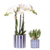 Set aus weißer Phalaenopsis Orchidee Amabilis und Sukkulente Crassula Hobbit im blauen Painted Stripe Topf
