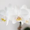Set aus weißer Phalaenopsis Orchidee Amabilis und Sukkulente Crassula Hobbit im blauen Painted Stripe Topf