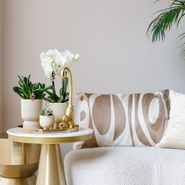 thumbnail_6000-823.jpg Komplettes Pflanzenset Luxury Living | Grünpflanzen mit weißer Phalaenopsis-Orchidee inkl. Keramik-Ziertöpfe und Zubehör