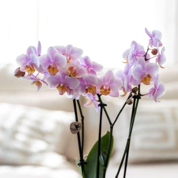 thumbnail_6000-824.jpg Komplettes Pflanzenset Romantik | Grünpflanzen mit rosa Phalaenopsis-Orchidee inkl. Keramik-Ziertöpfe und Zubehör