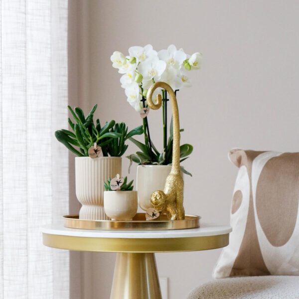 thumbnail_6000-827.jpg Komplettes Pflanzenset Luxury Living | Grünpflanzen mit weißer Phalaenopsis-Orchidee inkl. Keramik-Ziertöpfe und Zubehör